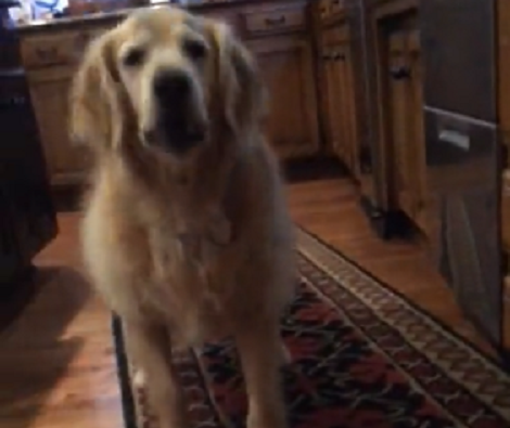 Just Look At The Excitement On This Pup's Face When It's Time To Eat!