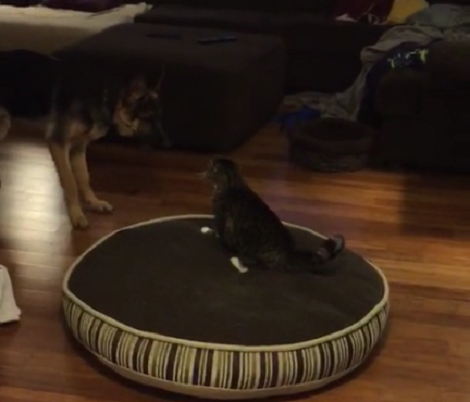 Their German Shepherd Started Acting Strange. When They Found Out Why? Aww!