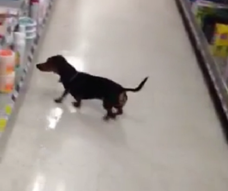 They Took Their Dachshund Pup Shopping. What He Picks Up? Incredible!