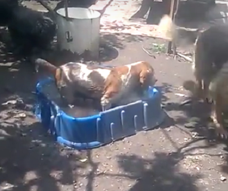 They Thought Their Beagle Pup Was Thirsty. What He Did Instead? LOL