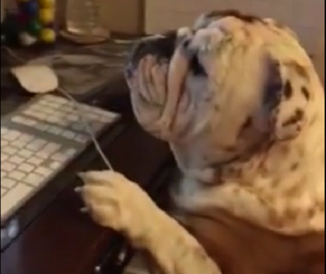 When You See What This English Bulldog Is Looking At? Awww!