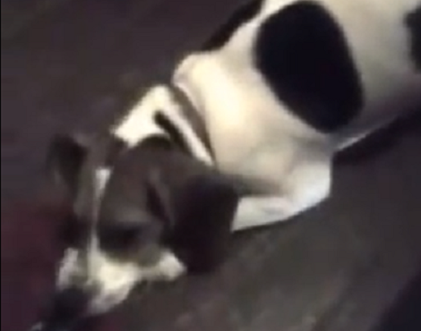 This Adorable Pup Has Decided Not To Give Back Mom's Shoe!