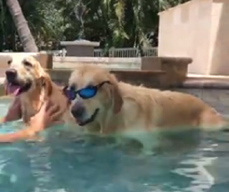 This Pup Knows How To Cool Down After A Hot Day... And Does It In Style Too!