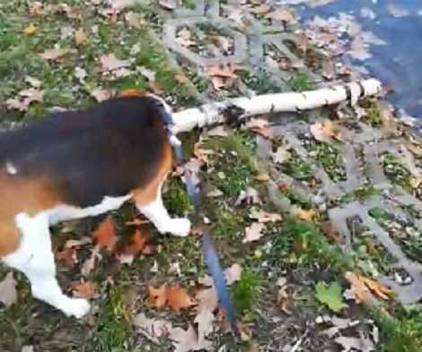 Watch How This Adorable Pup Goes Fishing In The Park Like A Boss!