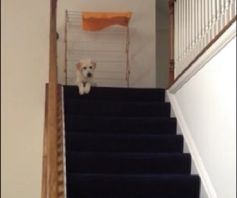 They Were Teaching Their Labrador To Use The Stairs. What He Did Instead? OMG!