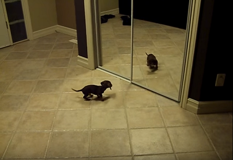 Adorable Pup Sees His Reflection In The Mirror And His Reaction Is Priceless!