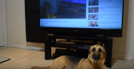 I Thought This Pup Was Just Sitting. What He Did Seconds Later? LOL!