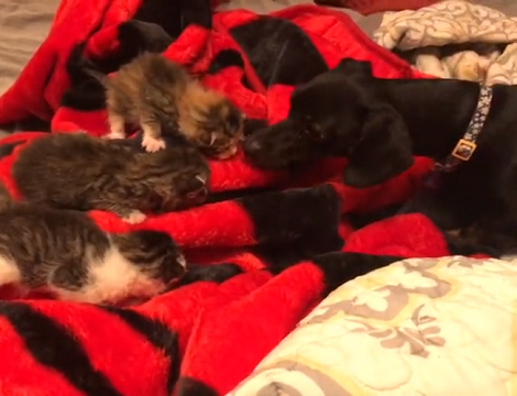 Watch How This Adorable Pup Reacts After Meeting Her New Friends!