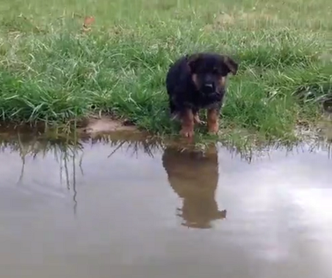 They Weren't Prepared For What Their German Shepherd Pup Was About To Do!
