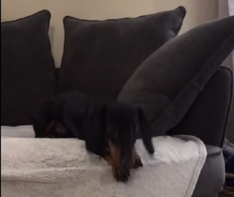 This Adorable Pup Is Throwing A Tantrum And You've Got To See It!