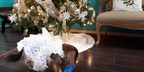 This Adorable Pup Can't Wait To Open Her Christmas Present!