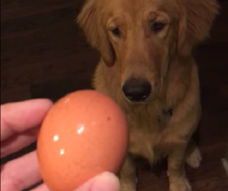 Do Golden Retriever Pups Really Have Soft Mouths? Here's An Egg Challenge!