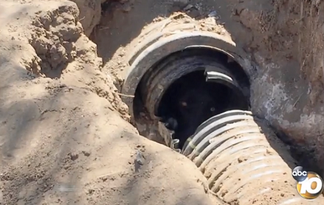 Pups Rescued Just In Time After Getting Stuck In A Pipe For 3 Days