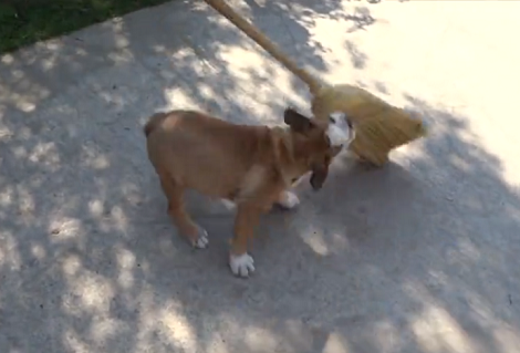 Does Your Puppy Attack The Broom? This Pup Is About To And You'll Love It!
