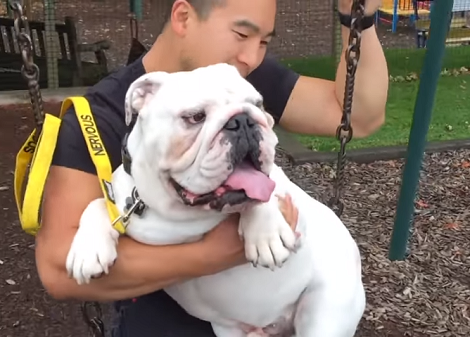 Is This Adorable Pup Jealous Of The Piano? Check This Out!
