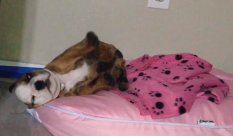 How This Adorable Pup Rolls Out Of Bed Is Just A Priceless Thing To Watch!