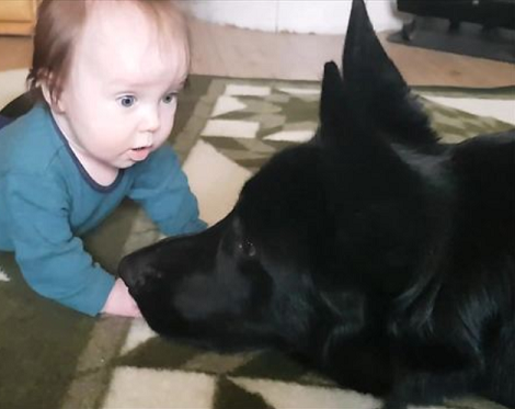 Adorable Pup Falls Head Over Heels In Love With A Baby Boy! Awww!