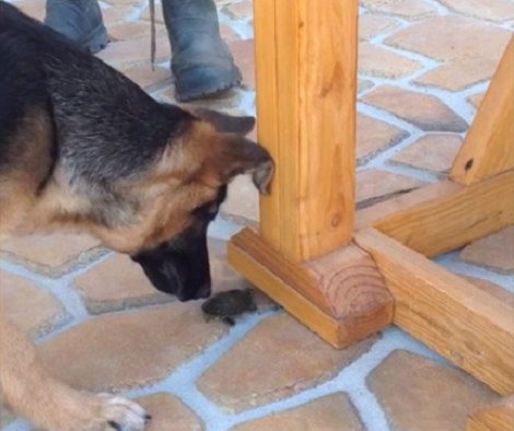 German Shepherd Sees Something Totally Unfamiliar. How He Reacts? Aww!!