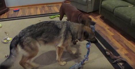 Two Pups Were Playing In The Living Room, But What Happened Just Seconds Before? LOL