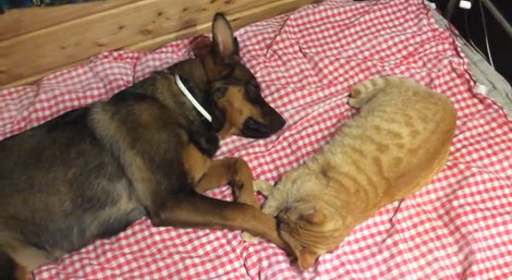 This Pup Snuggles His Feline Sibling Every Time They Go To Sleep!