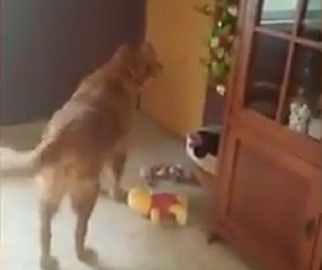 This Adorable Pup Is About To Unwrap The Best Christmas Present Ever!