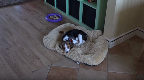 When You See What This Tiny Little Puppy Does All Day? Wow!