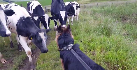 Adorable Pup Gets Close To A Herd Of Cows - Leaves Them Super Confused! Aww!