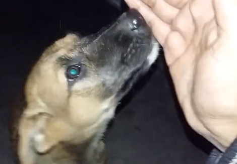This Adorable Pup Has Found Love And Compassion In His New Best Friend!