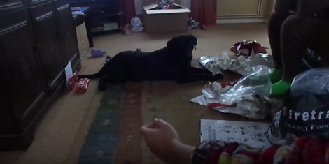 This Adorable Pup Is About To Get His Very First Christmas Present!