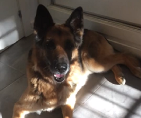 Watch How This Adorable Pup Misses A Treat Thrown At Him!