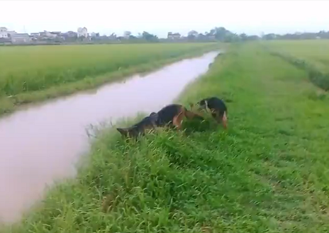 Watch How These Adorable Pups Try Hunting In The River!
