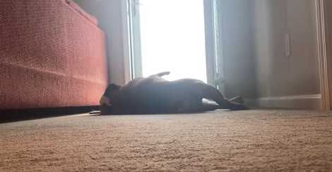 How This Pup Reacts To A Nose Balm Is Going To Make You Laugh!