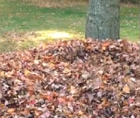 Keep Your Eyes On The Pile Of Leaves And You'll Be Pleasantly Surprised!