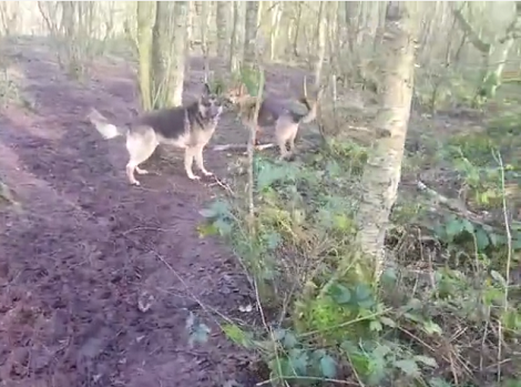 Adorable Pup Was So Excited To Play That He Literally Ran Into A Tree!