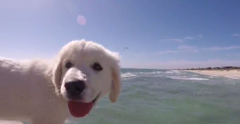 Can you See A Smile On This Pup's Face? That's Because Today Is Beach Day!!