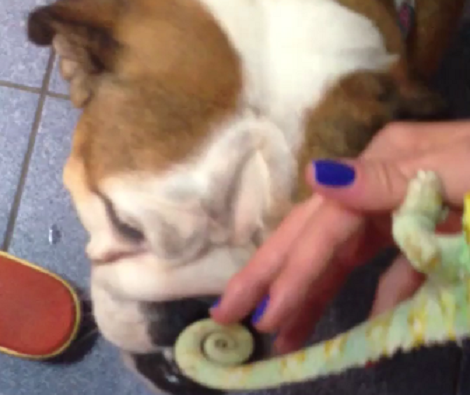 You Won't Believe What This Adorable Pup Is Playing With!