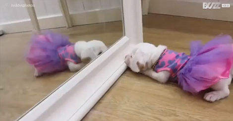 Pup In A Tutu Falls In Love With Her Own Reflection!