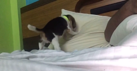 Adorable Little Puppy Turns His Parents' Bed Into A Soft, Comfy Playground!