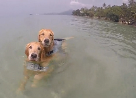Watch How This Sneaky Pup, Tired Of Swimming, Hitches A Ride On Buddy's Back!