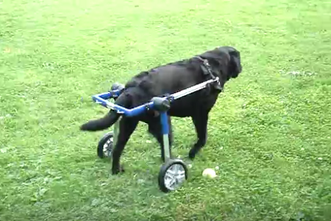 This Pup Has One Lesson To Teach The World: Never Give Up!