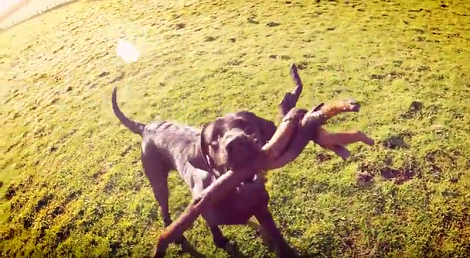 This Adorable Pup Has Found His Brand New Toys!