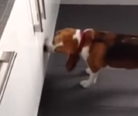They Heard Sounds In The Kitchen. What Their Beagle Pup Was Doing? LOL