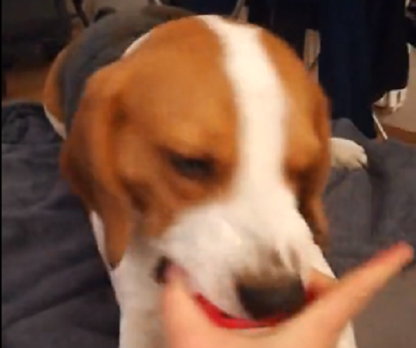When This Adorable Pup Isn't Going Out, He's Busy Playing Ball Indoors!