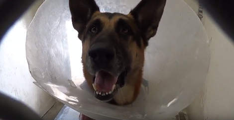 This Adorable Pup Is Up For Adoption - Let's Help Him Find His Loving Home