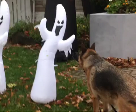 Halloween Is Just Around The Corner, But This Pup Isn't Very Excited About The Costumes!