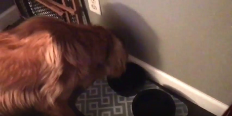Wait Till You See Who's About To Swap Bowls With This Adorable Pup!