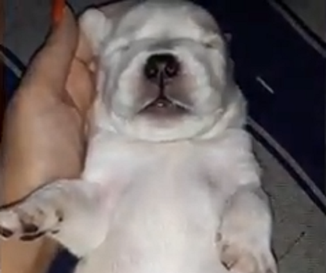Have You Ever Seen A Tiny Puppy Yawn? This Is Going To Melt Your Heart!