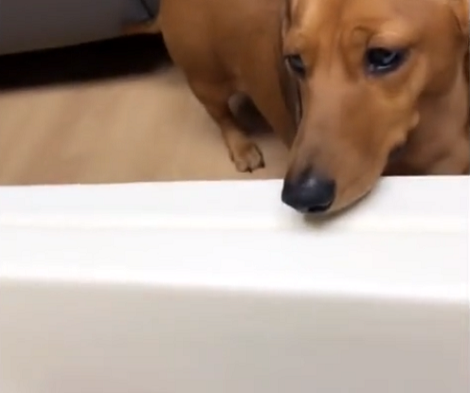 Watch What This Adorable Pup Does When Baby's Playing With A Toy! Its Hysterical!
