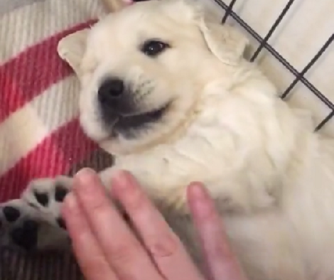 This Puppy Might Just Be 4 Weeks Old, But He Already Loves Belly Rubs!