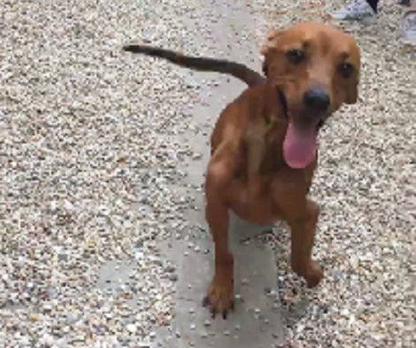 This Adorable Pup Was Looking For A Loving Home And Got A Second Chance!